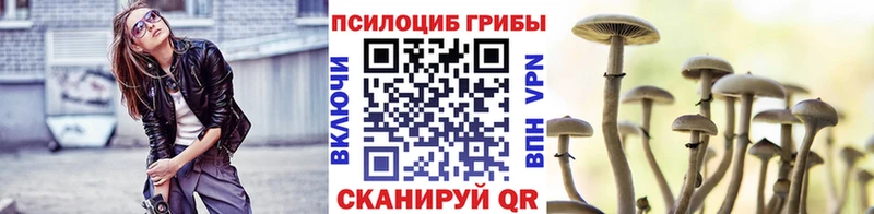 OMG ссылка  где купить   Кашин  Псилоцибиновые грибы Psilocybe 